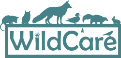 WildCare Inc Login
