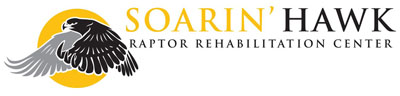 Soarin' Hawk Raptor Rehab Login